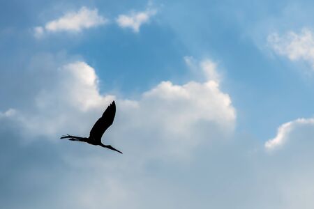 Silhouette of bird flying with cloud in blue skyの写真素材