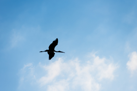 Silhouette of bird flying with cloud in blue skyの写真素材