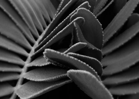 Abstract background, Plant in black and white styleの写真素材