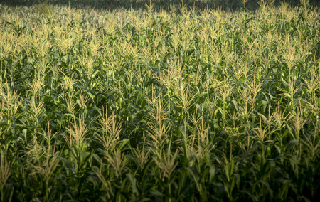 Corn farm , Agriculture in Thailandの写真素材