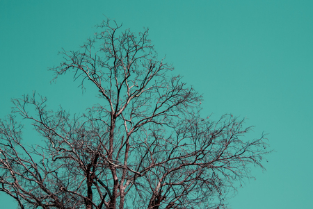 Dry tree with sky in vintage colour styleの写真素材