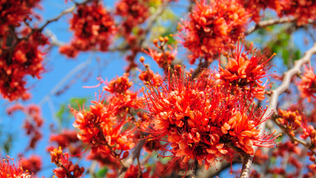 Fire of Pakistan flower blossomの写真素材