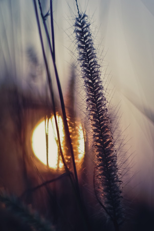 Sunset with grass flowersの写真素材