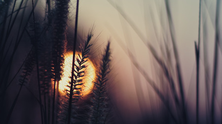 Sunset with grass flowersの写真素材