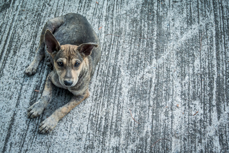 Young abandoned dog