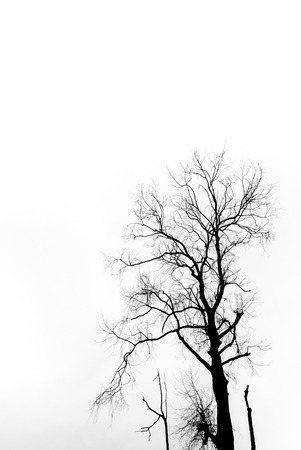 Silhouette of dried tree with white skyの写真素材