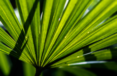 Lady palm leaf close up shotの写真素材