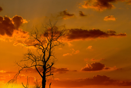 Silhouette of dried tree with sunrise skyの写真素材