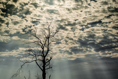 Silhouette of dried tree with white skyの写真素材