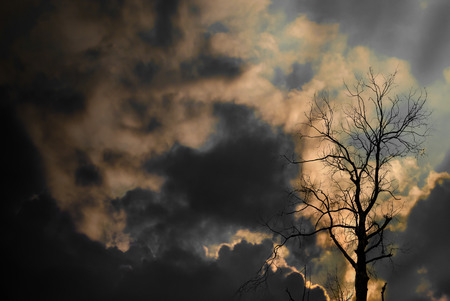 Silhouette of dried tree with sun ray and cloudy skyの写真素材