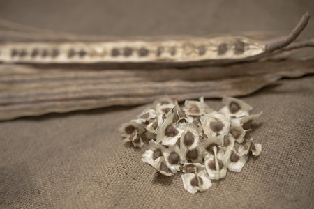 Dried Moringa pods and seeds on sackcloth, Seed Horse radish tree (Moringa oleifera Lam.)の写真素材