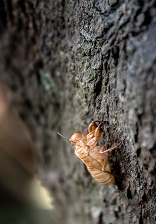 Cicada slough at tree, Chinese herbal medicine