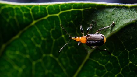 Beetle at green leaf, Focused at eye of bugの写真素材