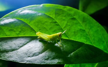 Grasshopper on green grass leaf with flash lighting top downの写真素材