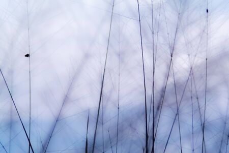 Abstract nature background,  Soft and blurredの写真素材