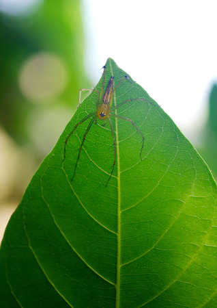 Spider at green leaf in gardenの写真素材