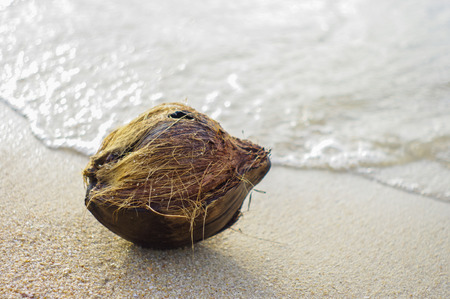 Brown coconut at beach with sea backgroundの写真素材