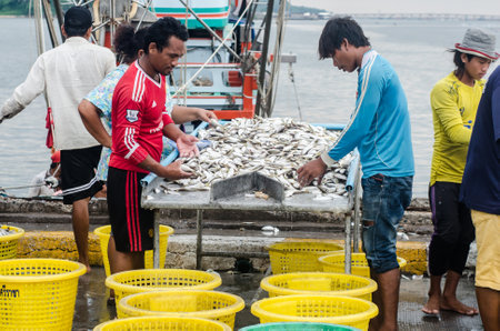 CHONBURI, THAILAND - OCTOBER 6 : Fisherman sizing fish on 6 October 2016 in Sriracha, Chonburi, Thailandのeditorial素材