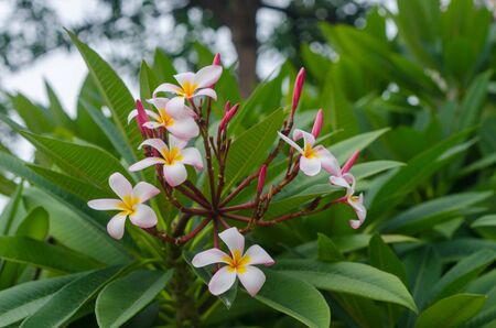 Plumeria flower blossom in gardenの写真素材