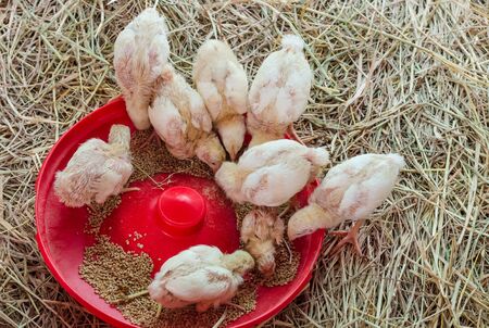 Group of baby chicken on feeding dish