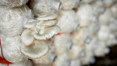 Mushroom cultivation, Mushroom grow up in mushroom housesの写真素材