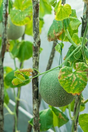 Melon fruit with plant hanging with ropeの写真素材