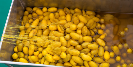 Silk Production Process, boiling silkworm cocoon in the potの写真素材