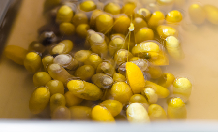 Silk Production Process, boiling silkworm cocoon in the potの写真素材