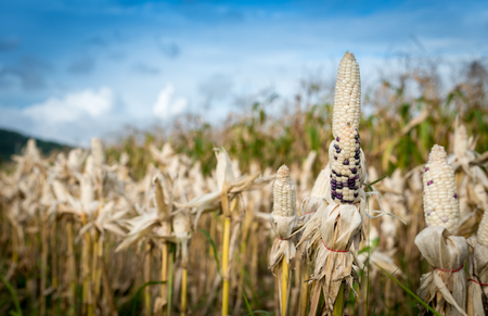 Harvest time concept at corn farm, Corn in a corn field ready for harvestの写真素材