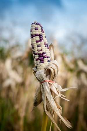 Harvest time concept at corn farm, Corn in a corn field ready for harvestの写真素材