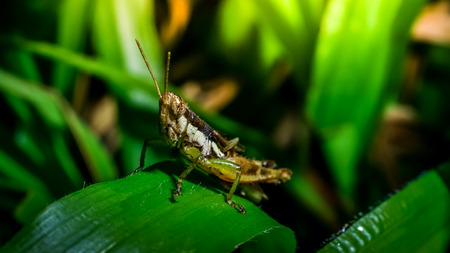 Grasshopper on branch, Macro shotの写真素材