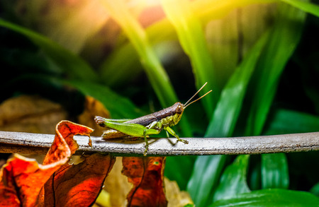 Grasshopper on branch with dry leafs, Macro shotの写真素材