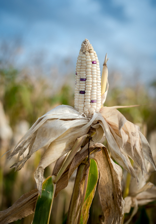 Harvest time concept at corn farm, Corn in a corn field ready for harvestの写真素材