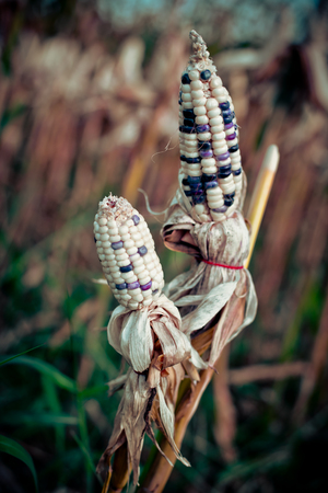 Harvest time concept at corn farm, Corn in a corn field ready for harvestの写真素材