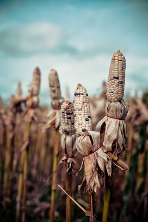 Harvest time concept at corn farm, Corn in a corn field ready for harvestの写真素材