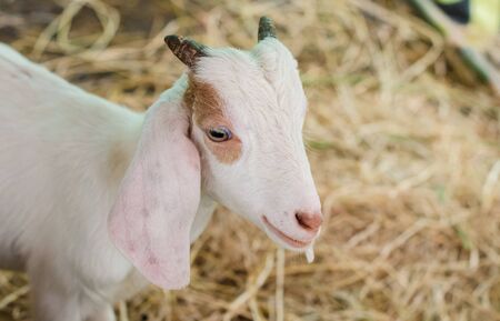Cute goat eat grass in farmの写真素材