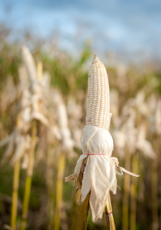 Harvest time concept at corn farm, Corn in a corn field ready for harvestの写真素材