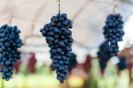Nice hanging grape fruitの写真素材