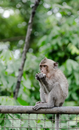 Young monkey eating on wall