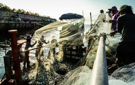 CHONBURI, THAILAND - DEC 9 : Group of fishermen clear fish from net on 9 December 2016 in Bangpra, Sriracha, Chonburi, Thailandのeditorial素材