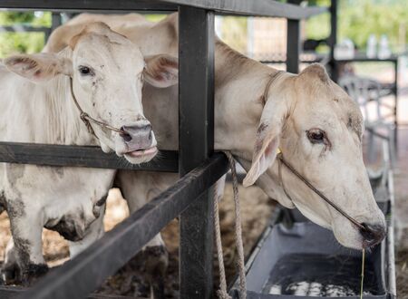Cow Ranch, Plant freeding cowsの写真素材
