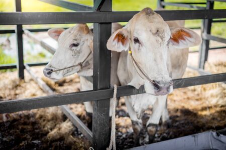 Cow Ranch, Plant freeding cowsの写真素材