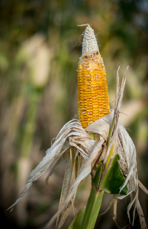 Harvest time concept at corn farm, Corn in a corn field ready for harvestの写真素材