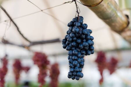 Nice hanging grape fruitの写真素材