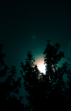 Silhouette of tree with moon light at sky