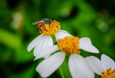 Bee pollen seeking sweet juice, Close up shot