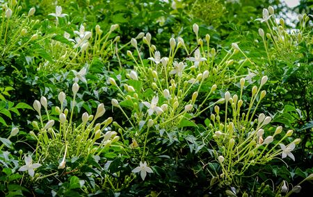 Cluster of White Flowers of the Cork Tree