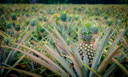 Pineapple fruit in farm, Sriracha, Chonburi, Thailandの写真素材