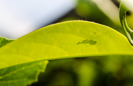 Shadow of inset on green leaf with blurred background