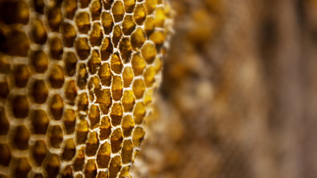 Honeycomb close up background